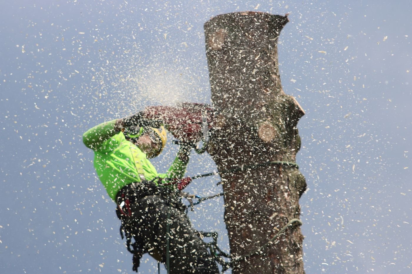 Stock photo of an arborist secured to a tree trunk while using a chainsaw